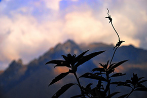 Excursión Salkantay Flora